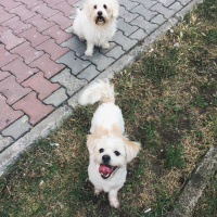 Maltese, Köpek  Prenses fotoğrafı
