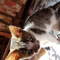 Tekir Kedi, Kedi  Jerry fotoğrafı