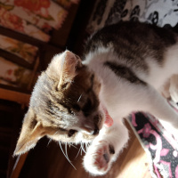 Tekir Kedi, Kedi  Jerry fotoğrafı