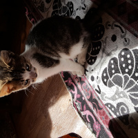 Tekir Kedi, Kedi  Jerry fotoğrafı