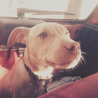 Amerikan Pitbull Terrier, Köpek  Dio fotoğrafı