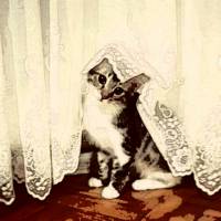 Tekir Kedi, Kedi  ŞAŞKIN fotoğrafı