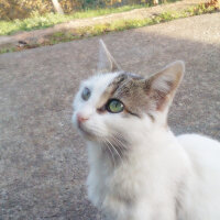 Tekir Kedi, Kedi  Ponçiik fotoğrafı