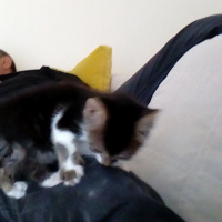 Somali, Kedi  Şila fotoğrafı
