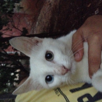 Van Kedisi, Kedi  Lucky fotoğrafı