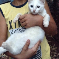 Van Kedisi, Kedi  Lucky fotoğrafı
