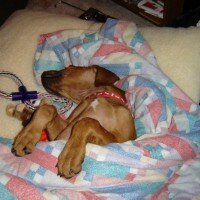 Rhodesian Ridgeback, Köpek  Fred fotoğrafı