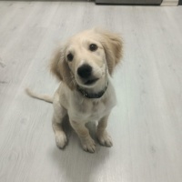 Golden Retriever, Köpek  Turşu fotoğrafı