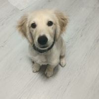 Golden Retriever, Köpek  Turşu fotoğrafı