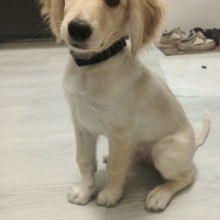Golden Retriever, Köpek  Turşu fotoğrafı