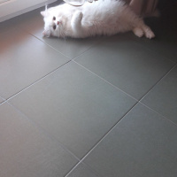 Ankara Kedisi, Kedi  Casper fotoğrafı