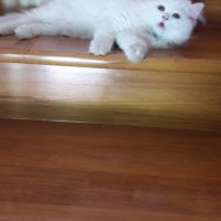 Ankara Kedisi, Kedi  Casper fotoğrafı