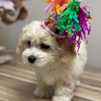 Maltese, Köpek  LUNA🐾 fotoğrafı