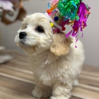 Maltese, Köpek  LUNA🐾 fotoğrafı