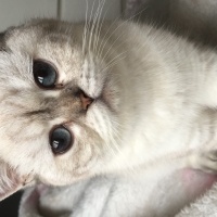 British Shorthair, Kedi  Mia fotoğrafı