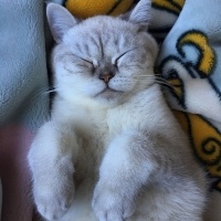 British Shorthair, Kedi  Mia fotoğrafı