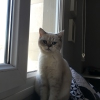 British Shorthair, Kedi  Mia fotoğrafı