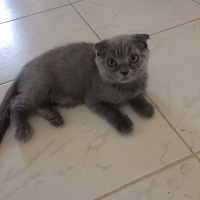 Scottish Fold, Kedi  Chicho fotoğrafı