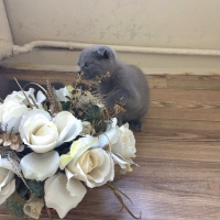 Scottish Fold, Kedi  Chicho fotoğrafı