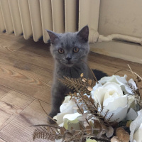 Scottish Fold, Kedi  Chicho fotoğrafı