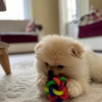 Pomeranyalı, Köpek  Coco fotoğrafı