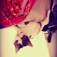 Tekir Kedi, Kedi  Simarik fotoğrafı
