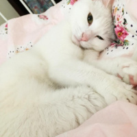 Ankara Kedisi, Kedi  Kızım fotoğrafı