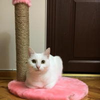 Ankara Kedisi, Kedi  Kızım fotoğrafı