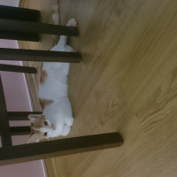 Tekir Kedi, Kedi  boncuk fotoğrafı