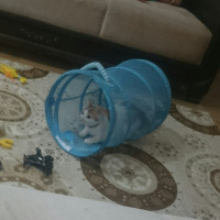 Tekir Kedi, Kedi  boncuk fotoğrafı