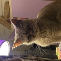 British Shorthair, Kedi  Mia fotoğrafı