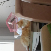 İran Kedisi (Persian), Kedi  mia fotoğrafı