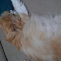 İran Kedisi (Persian), Kedi  mia fotoğrafı