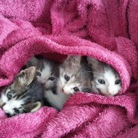 Tekir Kedi, Kedi  Sokak kedisi fotoğrafı