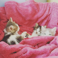 Tekir Kedi, Kedi  Sokak kedisi fotoğrafı