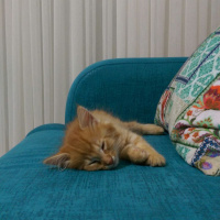 Tekir Kedi, Kedi  Leo fotoğrafı
