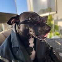 Amerikan Pitbull Terrier, Köpek  Money fotoğrafı