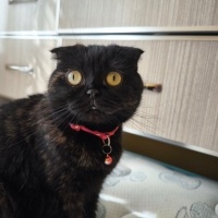 Scottish Fold, Kedi  Mia fotoğrafı