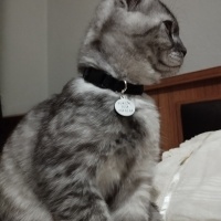 Scottish Fold, Kedi  Sushi fotoğrafı