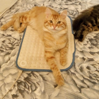 Tekir Kedi, Kedi  Akdeniz & Mavi ACİL SAHİPLENDİRME fotoğrafı