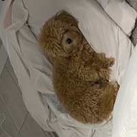 Poodle (Minyatür Kaniş), Köpek  Noodle fotoğrafı