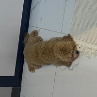 Poodle (Minyatür Kaniş), Köpek  Noodle fotoğrafı