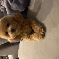 Poodle (Minyatür Kaniş), Köpek  Noodle fotoğrafı