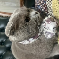 British Shorthair, Kedi  Paşa fotoğrafı