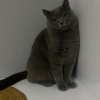 British Shorthair, Kedi  Sherlock fotoğrafı