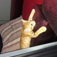 Tekir Kedi, Kedi  Minnoş fotoğrafı