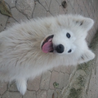 Samoyed, Köpek  Pamuk fotoğrafı