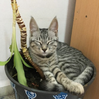 Tekir Kedi, Kedi  duman fotoğrafı