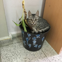 Tekir Kedi, Kedi  duman fotoğrafı