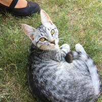 Tekir Kedi, Kedi  duman fotoğrafı